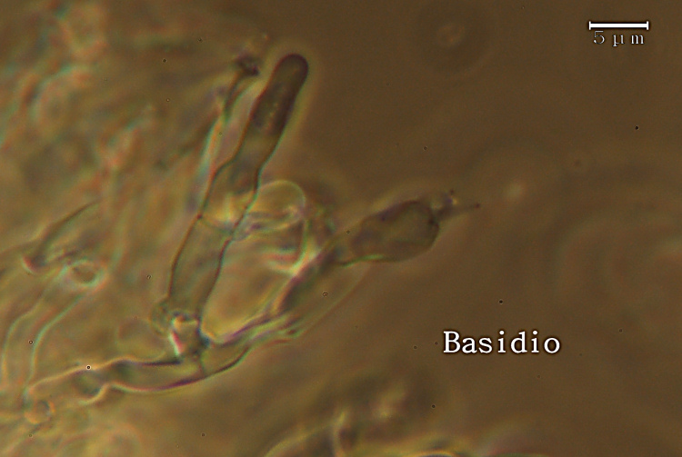 Ritrovamento n° 5 del 11-03-2012 (Hyphodontia arguta)